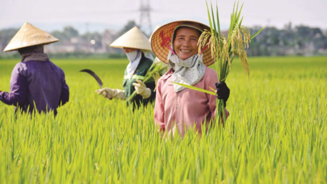 Việt Nam tiếp tục giữ vững vị trí số 1 về xuất khẩu gạo sang thị trường Philippines