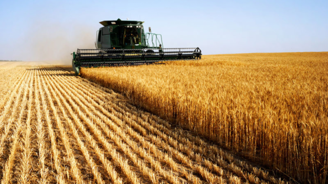 Sau ngô, giá lúa mì cũng đối mặt với nguy cơ tăng mạnh